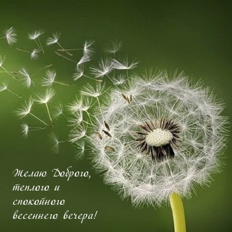 Желаю доброго, теплого и спокойного весеннего вечера!