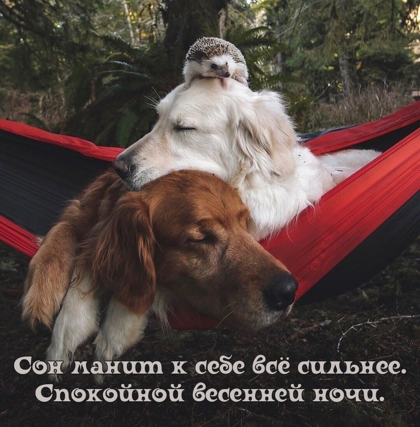Сон манит к себе всё сильнее. Спокойной весенней ночи.