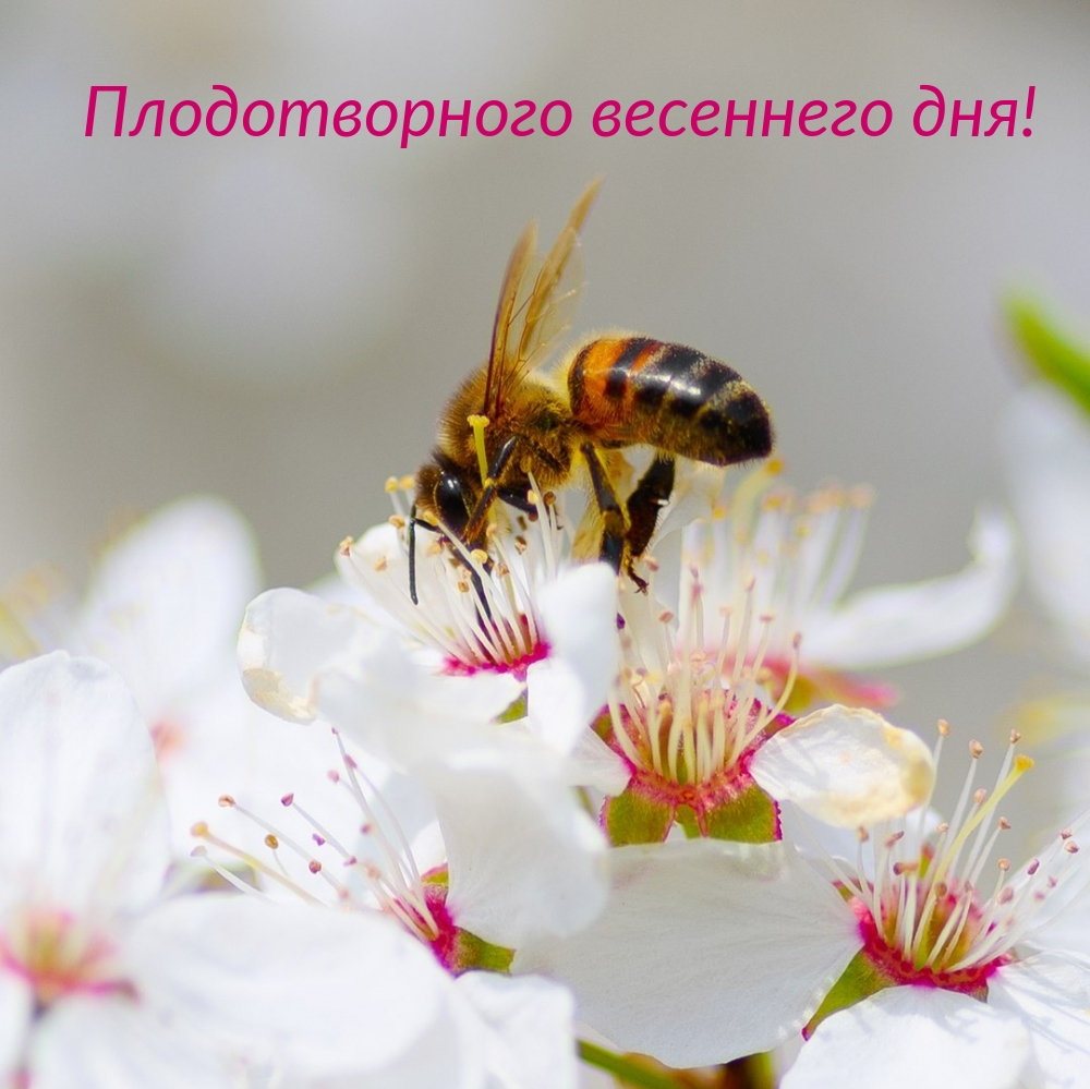 Плодотворного весеннего дня!