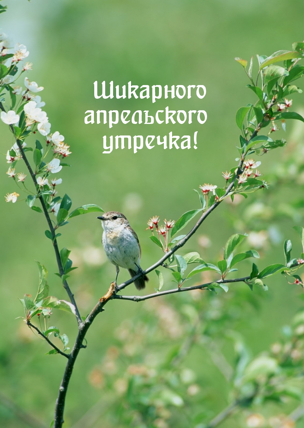 Шикарного апрельского утречка!