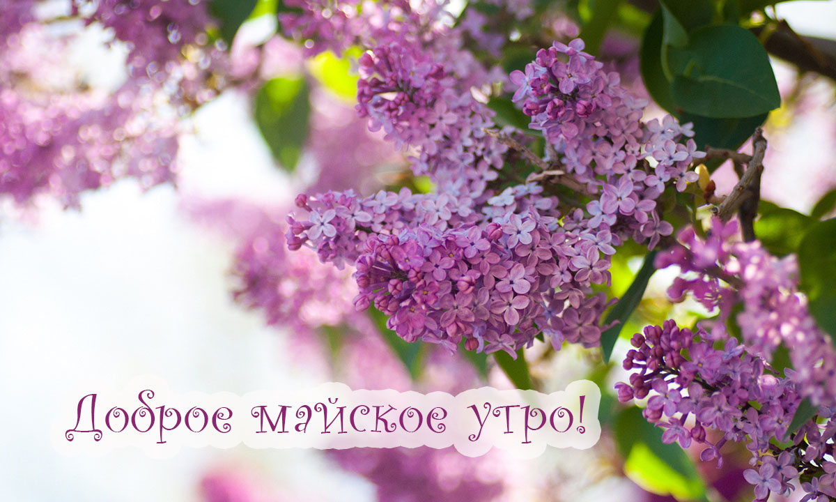 Доброе майское утро!