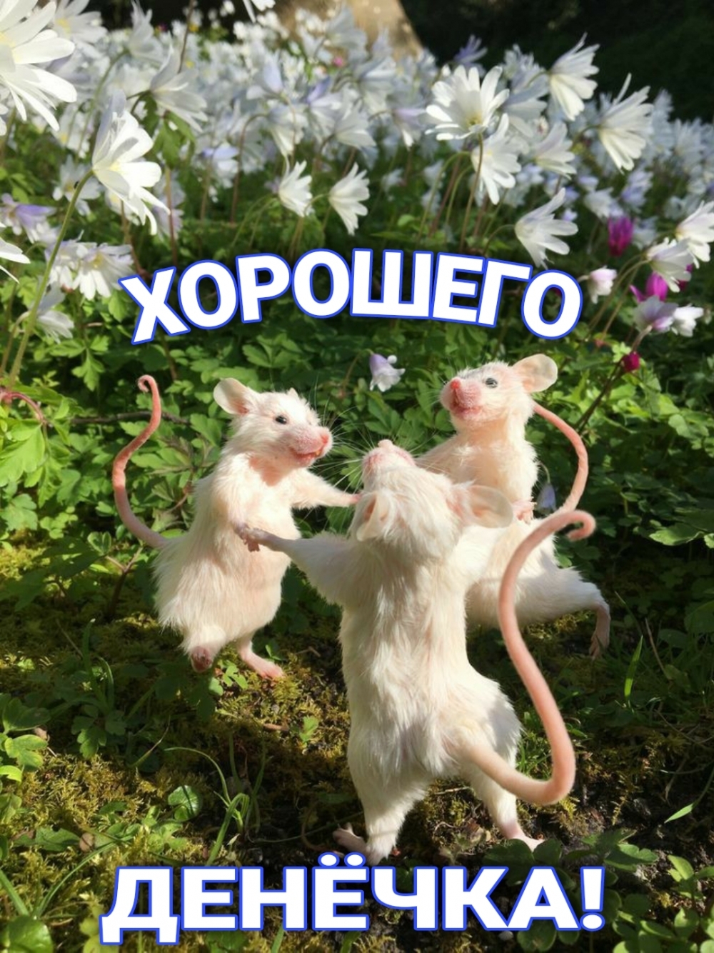 Хорошего денёчка!
