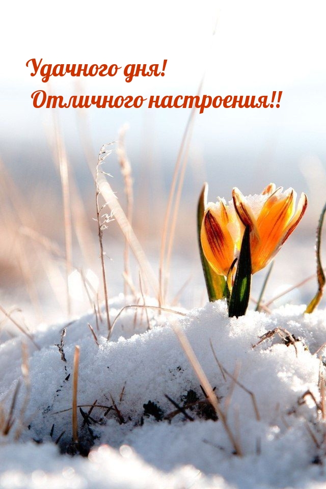 Удачного дня! Отличного настроения!