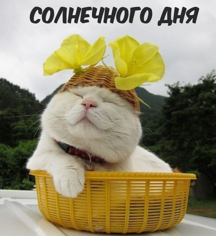 Солнечного дня