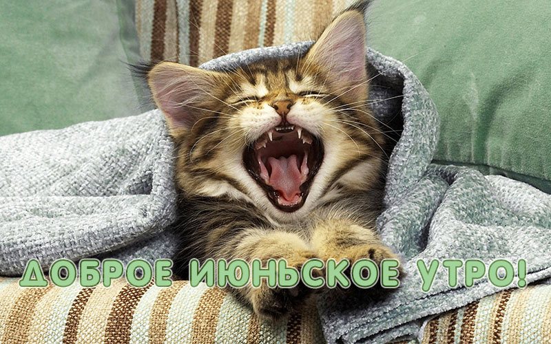 Доброе июньское утро!