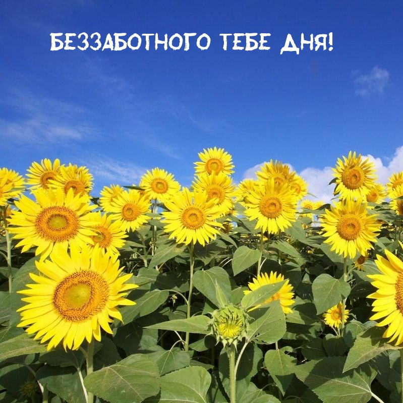 Беззаботного тебе дня!
