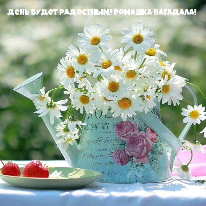 День будет радостным! Ромашка нагадала!