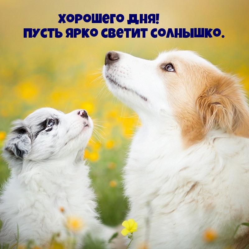 Хорошего дня! Пусть ярко светит солнышко.