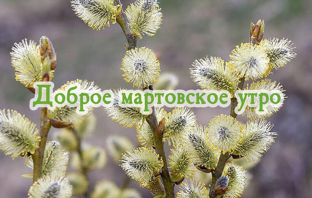 Доброе мартовское утро!