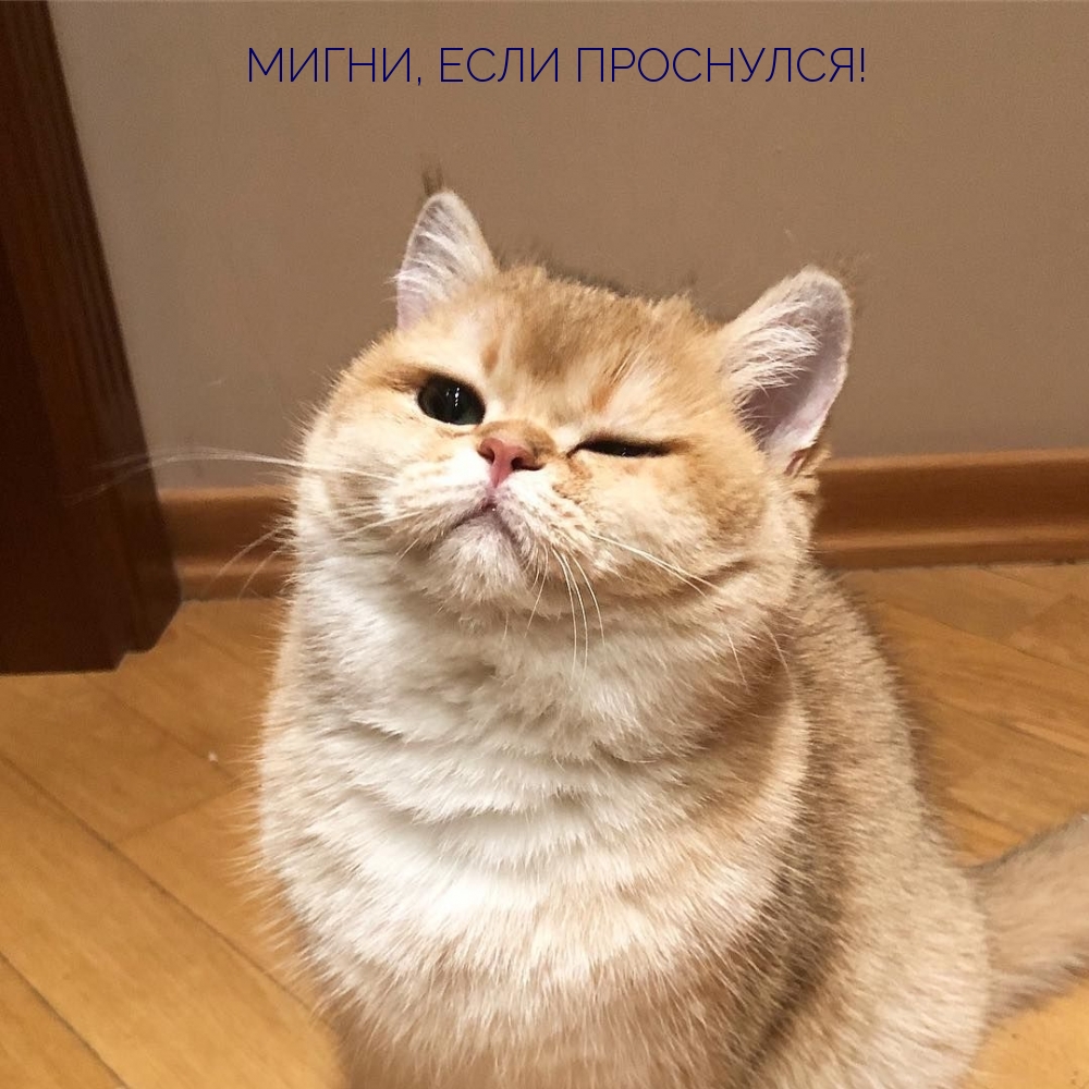 Мигни, если проснулся!