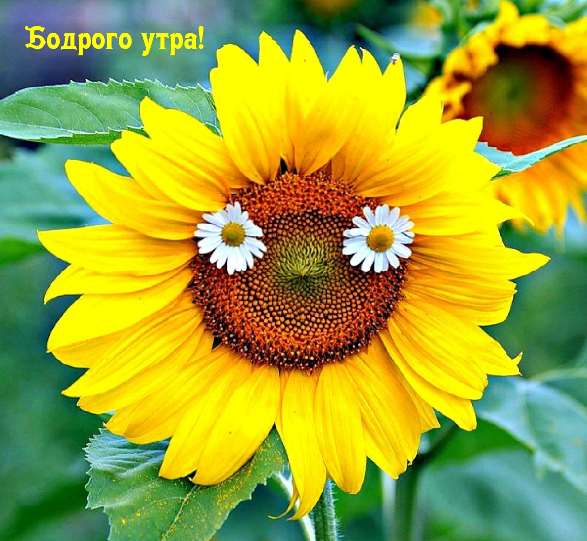 Бодрого утра!