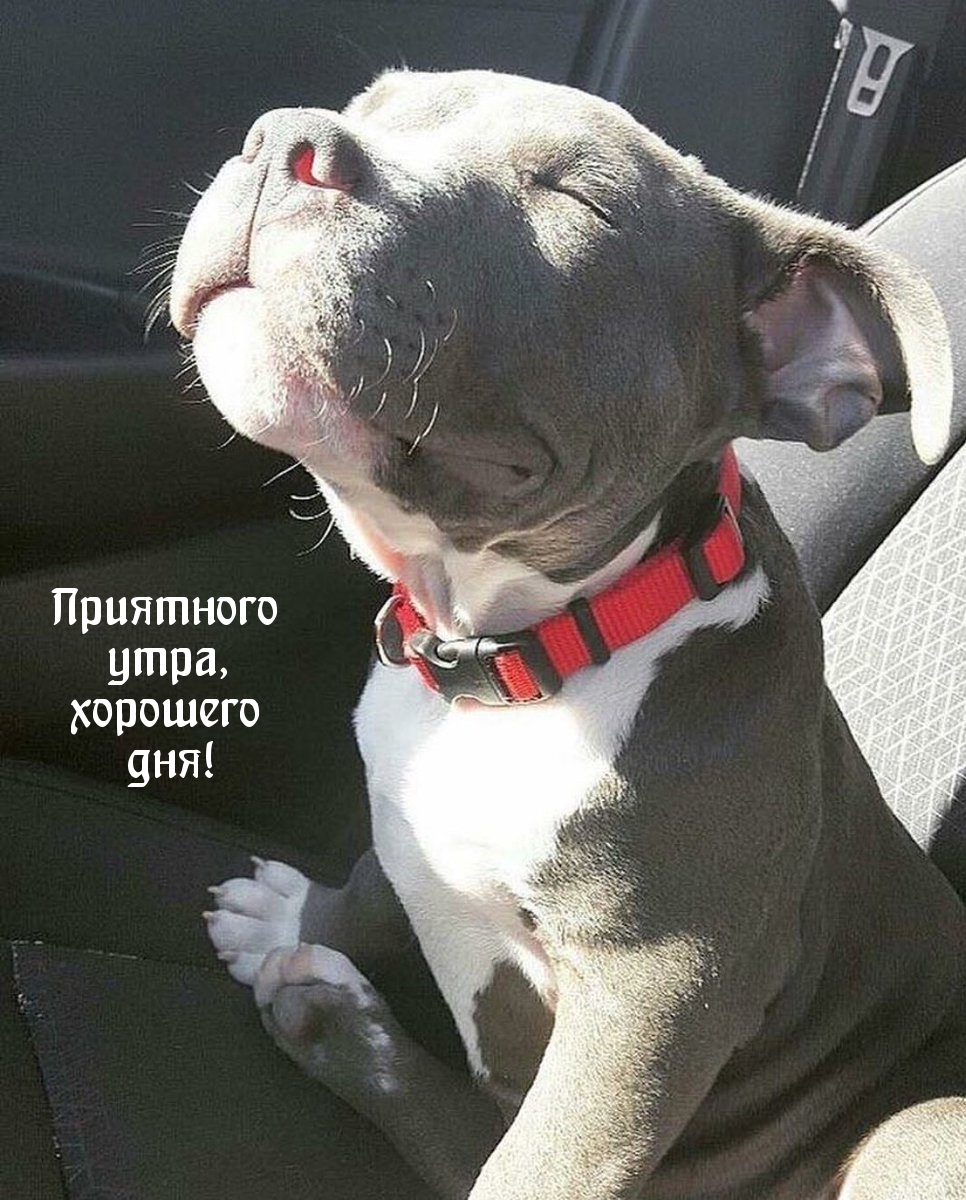 Картинка - Приятного утра, хорошего дня!.