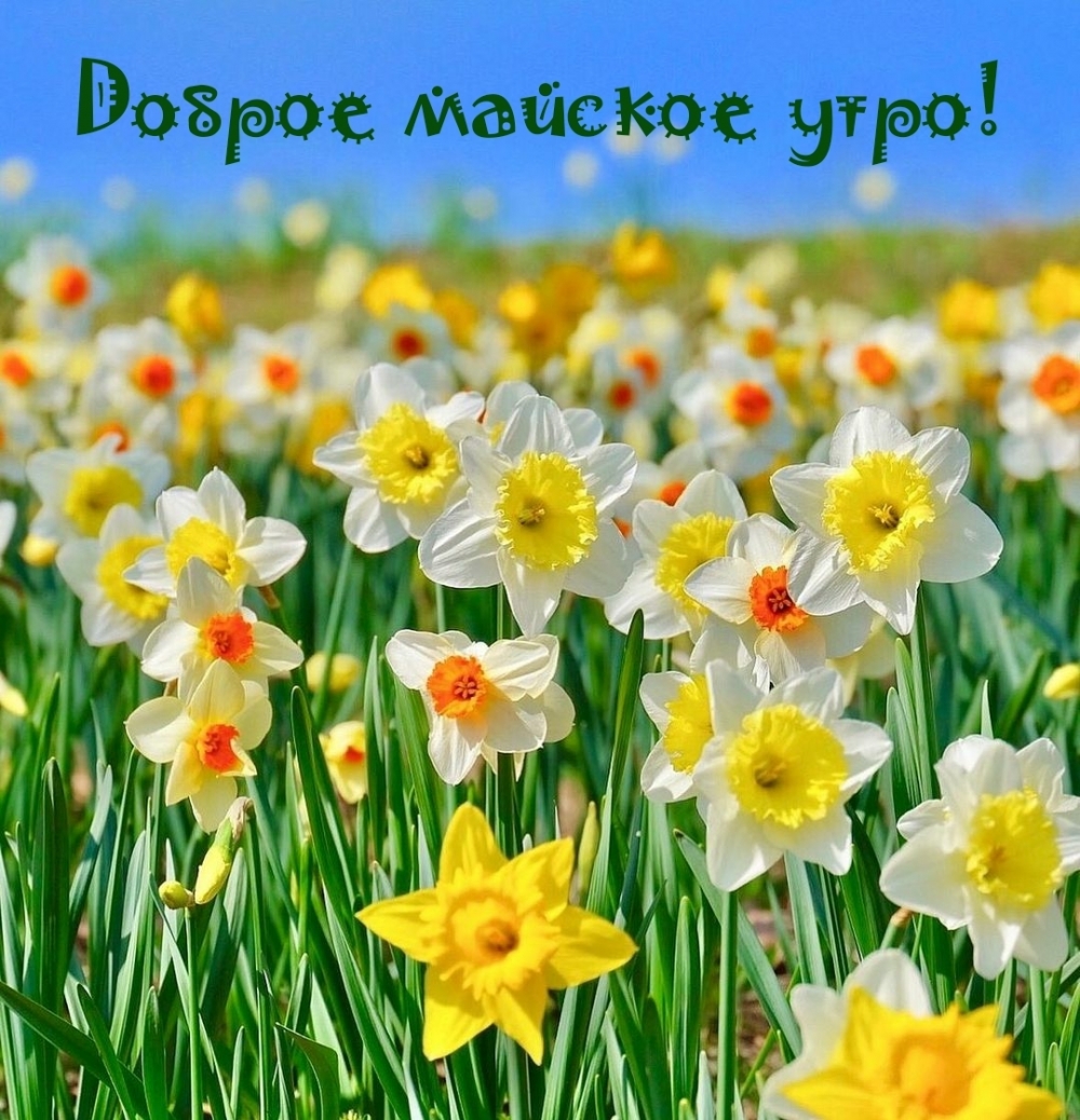 Картинка - Доброе майское утро!.