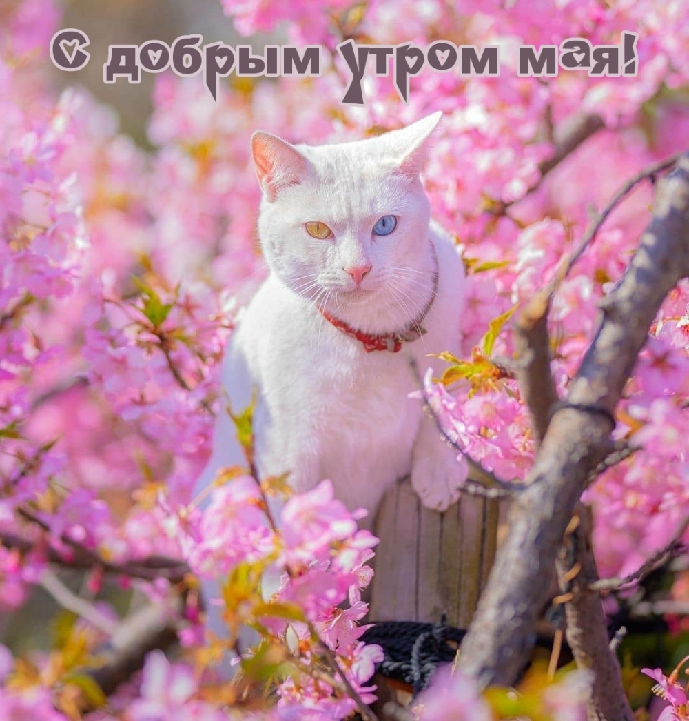 С добрым утром мая!