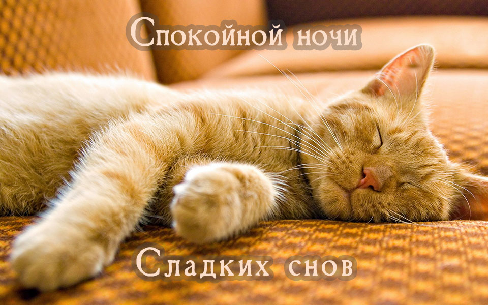Спокойной ночи и сладких снов!