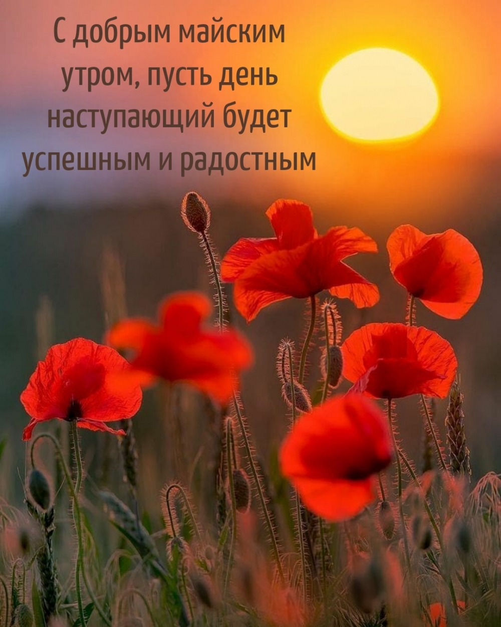 С добрым майским утром, пусть день наступающий будет успешным
