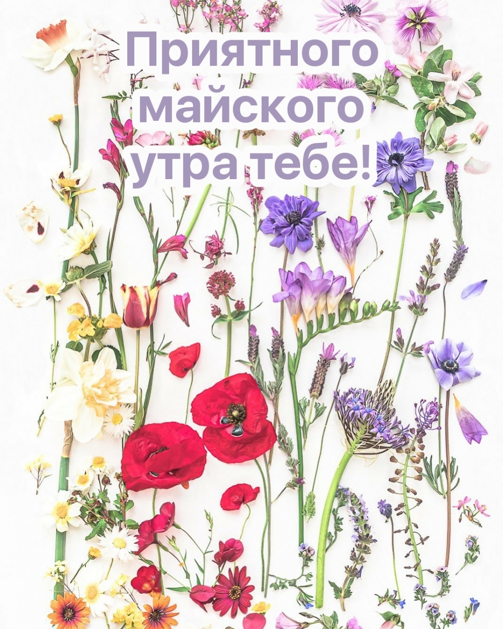 Приятного майского утра тебе!