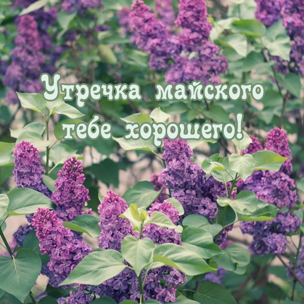 Утречка майского тебе хорошего!
