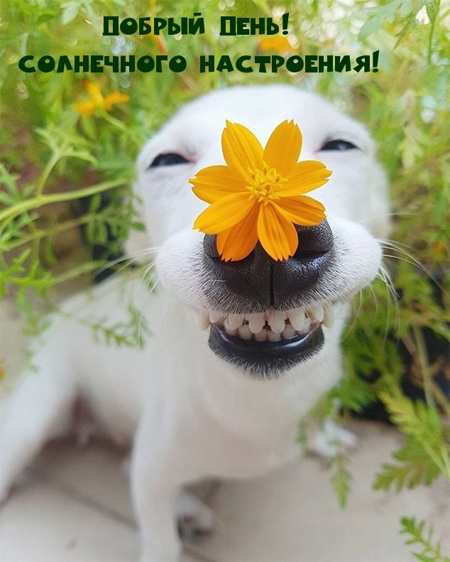 Добрый день! Солнечного настроения!