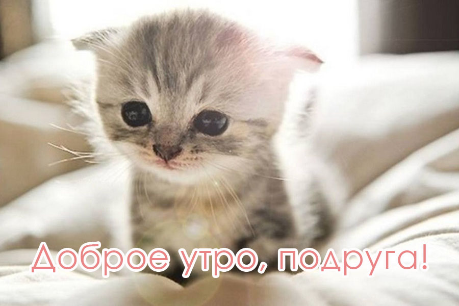 Доброго утра! Подруга!