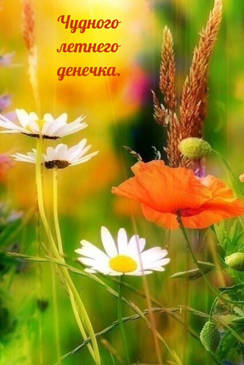 Чудного летнего денечка.
