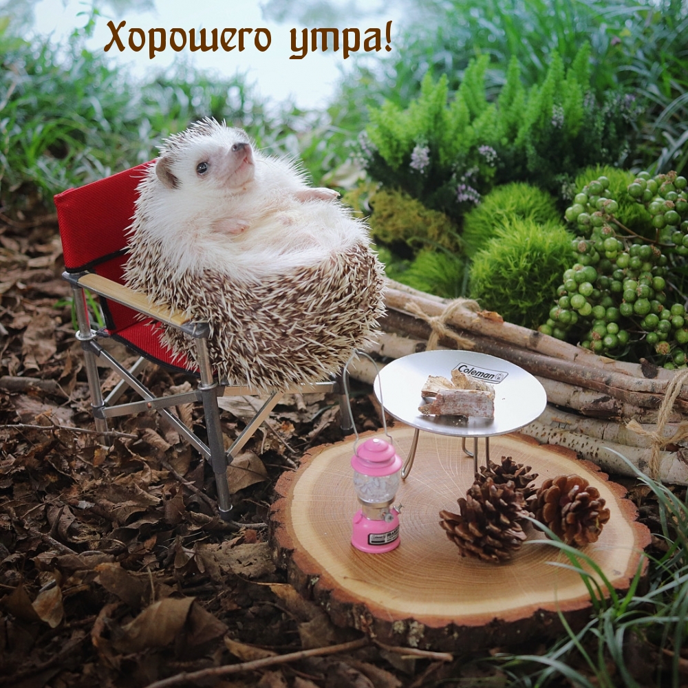 Хорошего утра!
