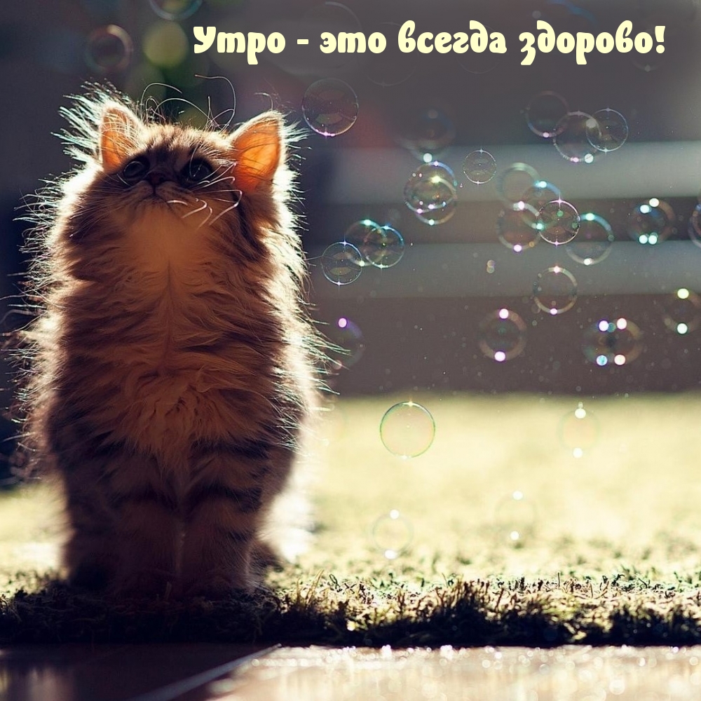 Утро — это всегда здорово!