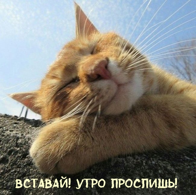 Вставай! Утро проспишь!