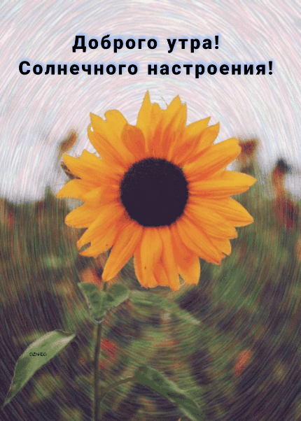 Доброго утра! Солнечного настроения!