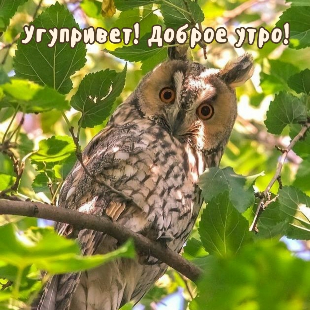 Угупривет! Доброе утро!