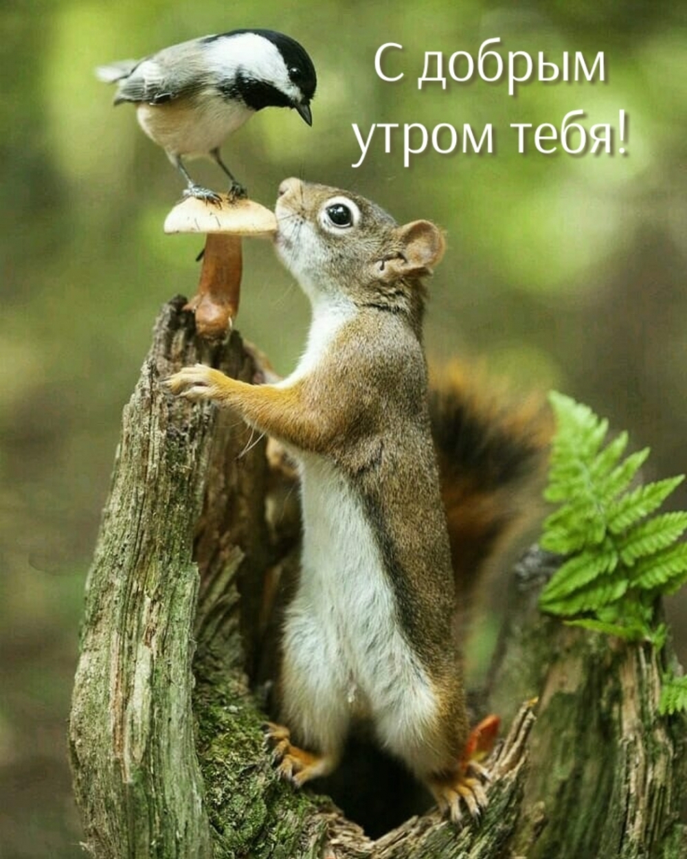 С добрым утром тебя!