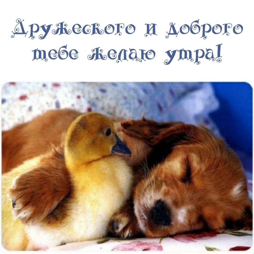 Дружеского и доброго тебе желаю утра!