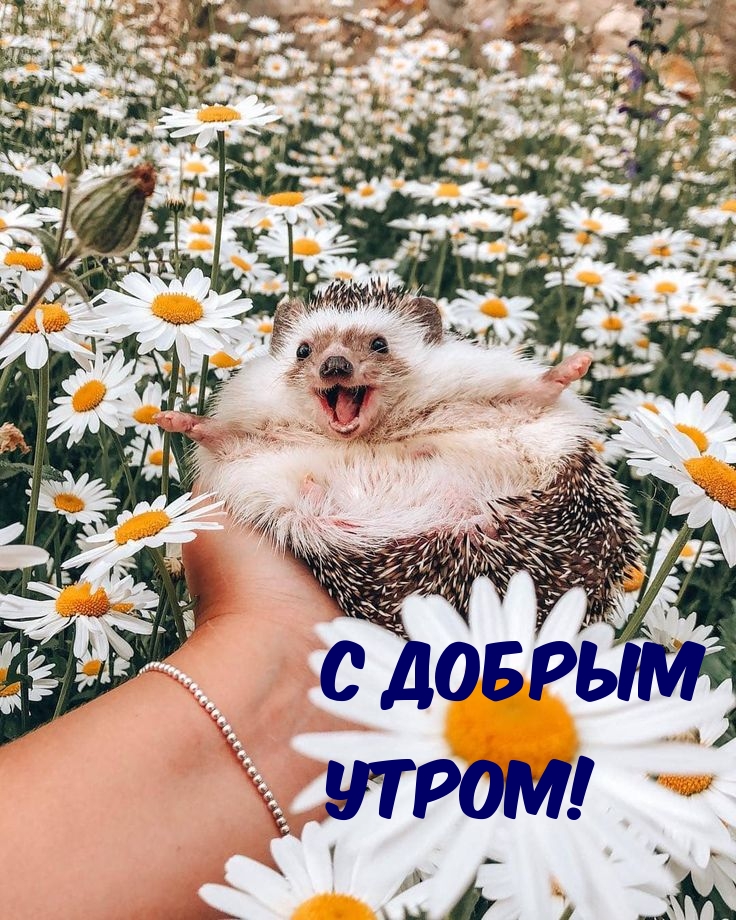 С Добрым утром!