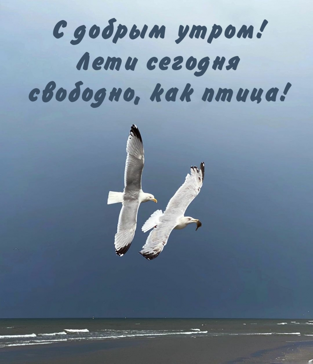 С добрым утром! Лети сегодня свободно, как птица!