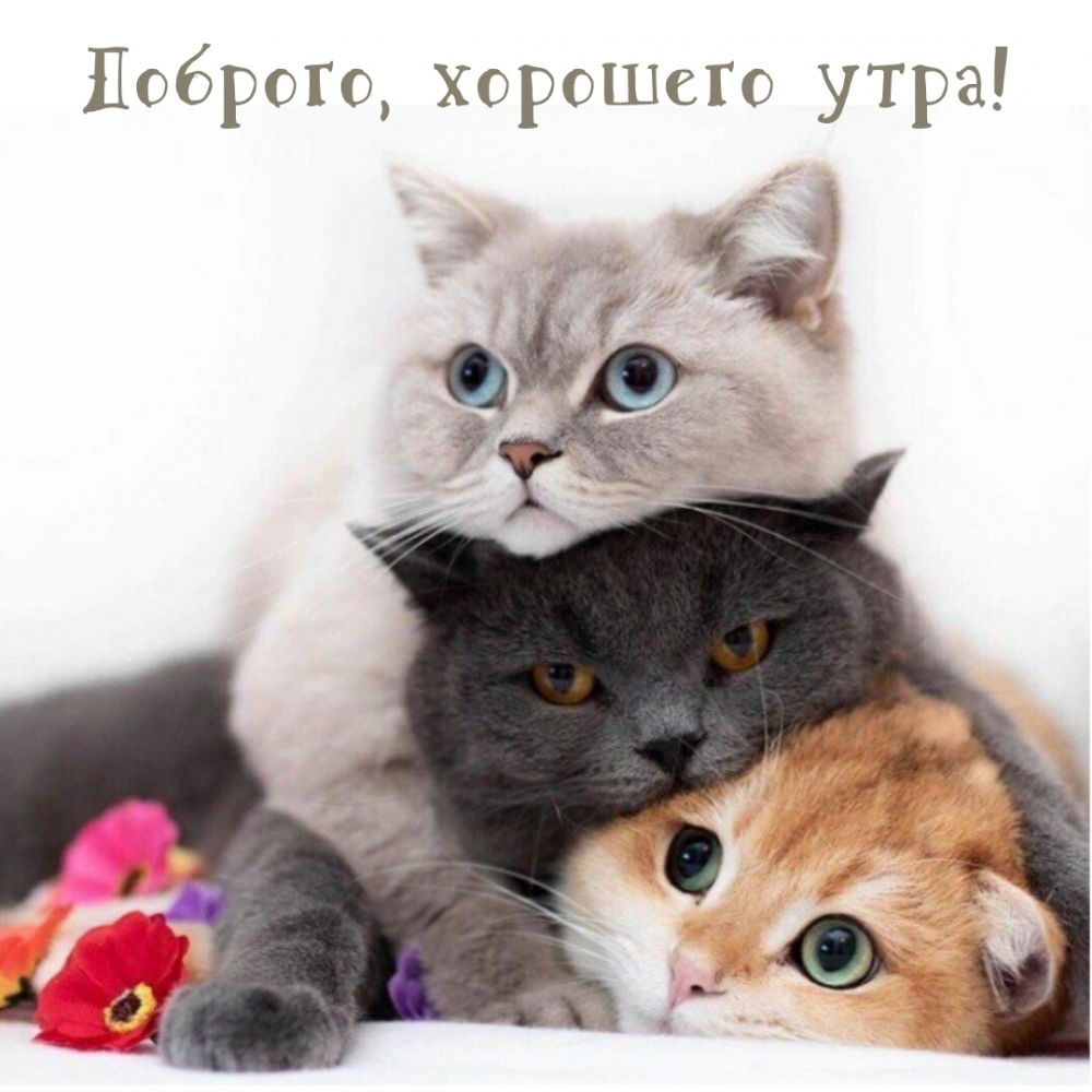 Доброго, хорошего утра!