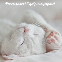 Просыпайся! С добрым утром!