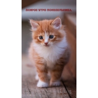 Доброе утро понедельника.
