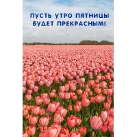 Пусть утро пятницы будет прекрасным!