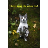 Котик, желаю тебе доброго утра!