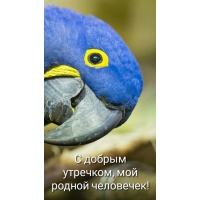 С добрым утречком, мой родной человечек!