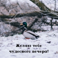 Желаю тебе чудесного вечера!