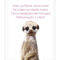 Утро доброе, красотка! Уж давно вставать пора.