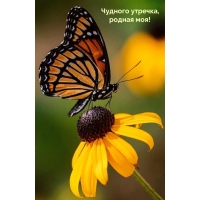 Чудного утречка, родная моя!
