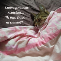 Спят усталые котейки… Че ты, блин, не спишь?!
