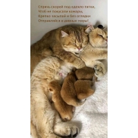 Спрячь скорей под одеяло пятки, чтоб не покусали комары