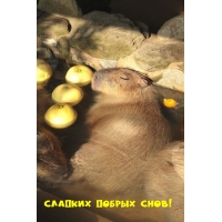 Сладких добрых снов!