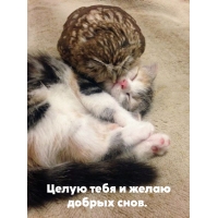 Целую тебя и желаю добрых снов.