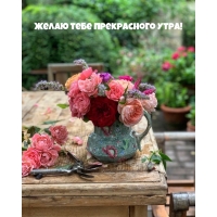 Желаю тебе прекрасного утра!