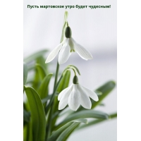 Пусть мартовское утро будет чудесным!