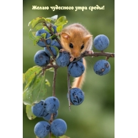Желаю чудесного утра среды!